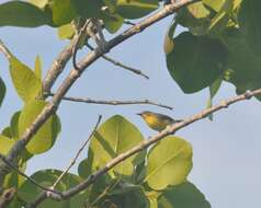 Image of Golden-bellied Gerygone