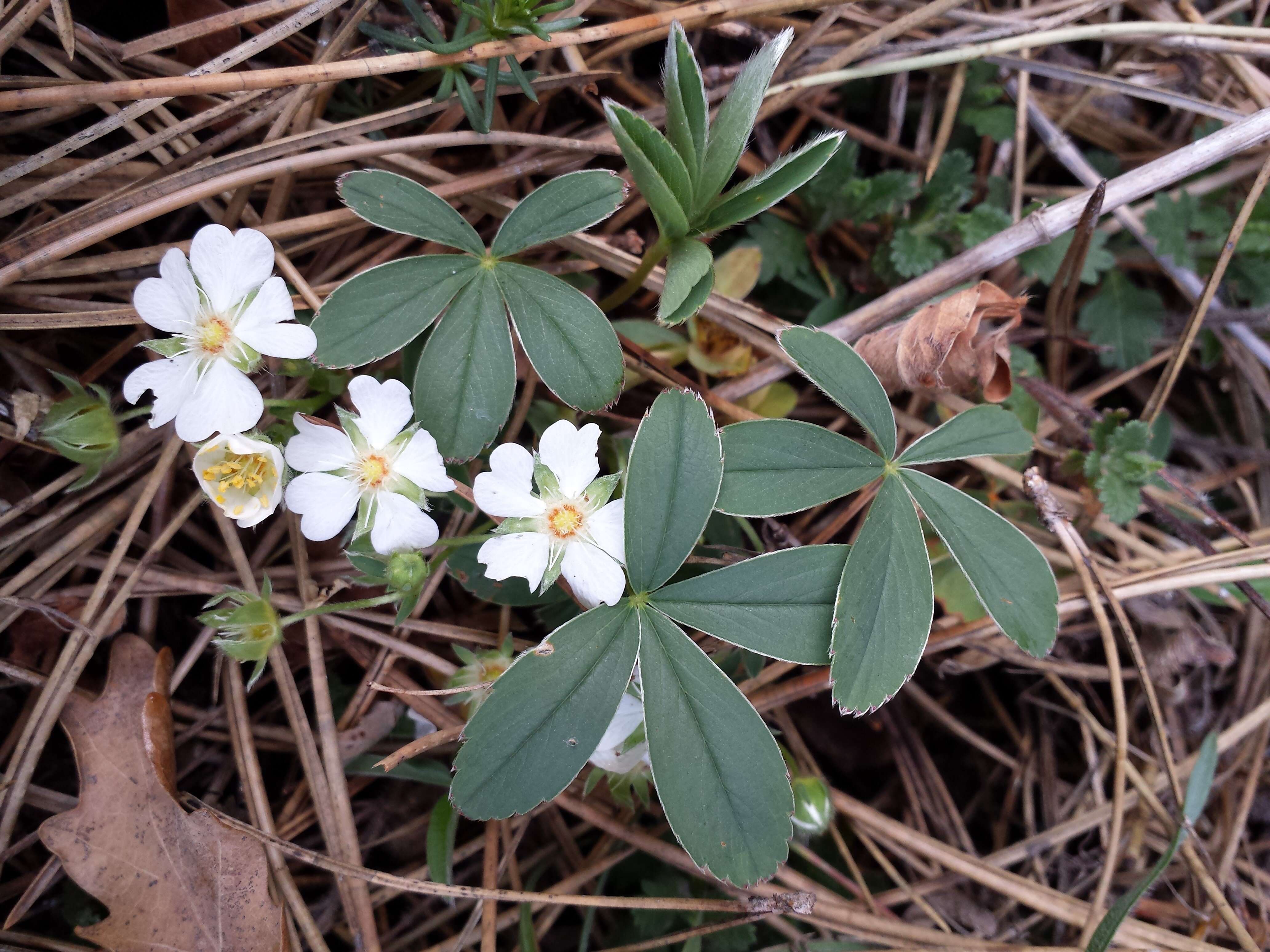 Imagem de Potentilla alba L.