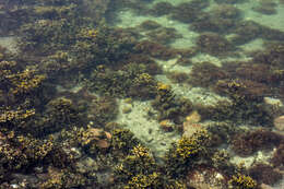 Image of Bladder Wrack