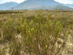 Image of Leucadendron flexuosum I. Williams