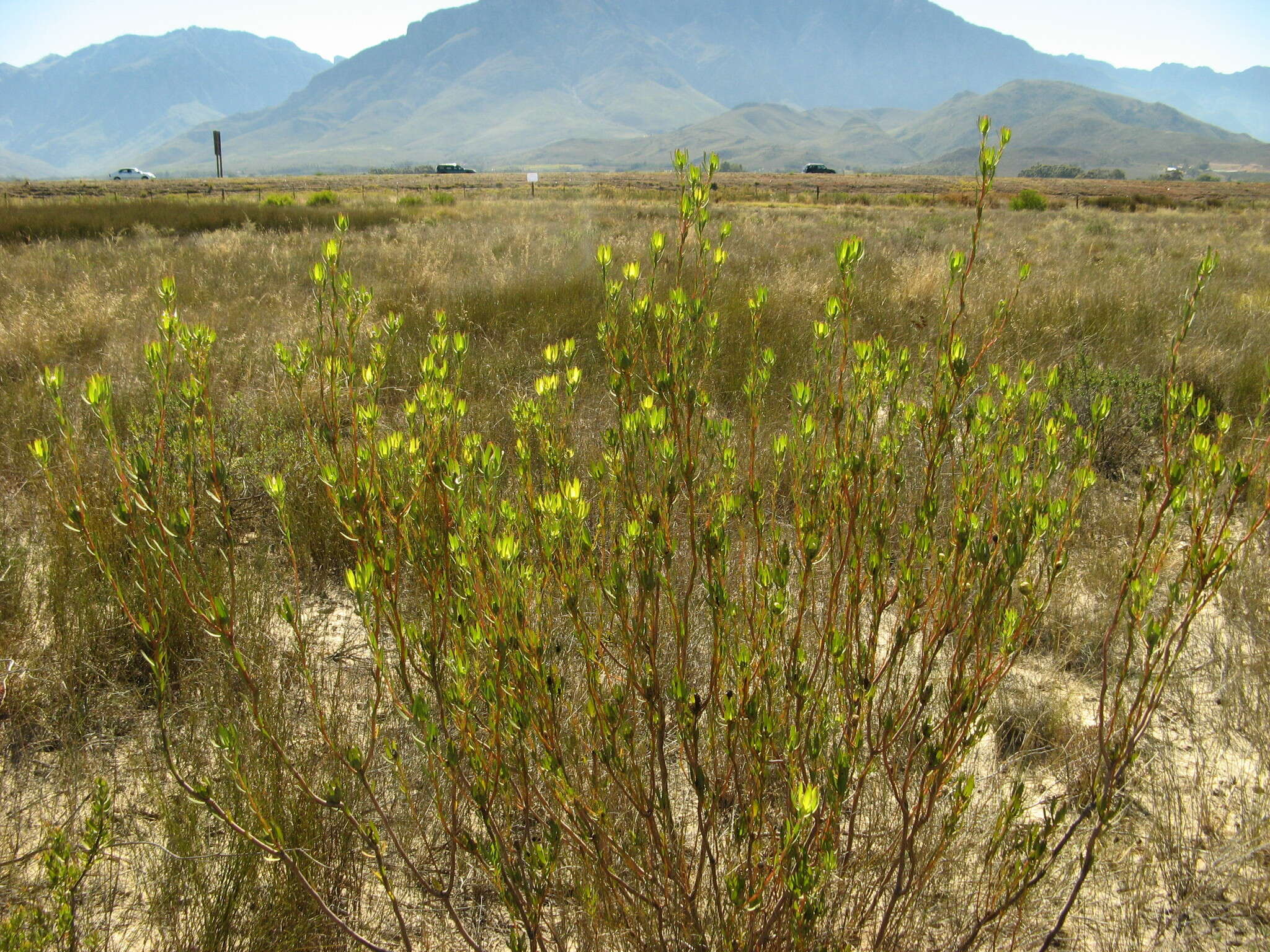 Image de Leucadendron flexuosum I. Williams