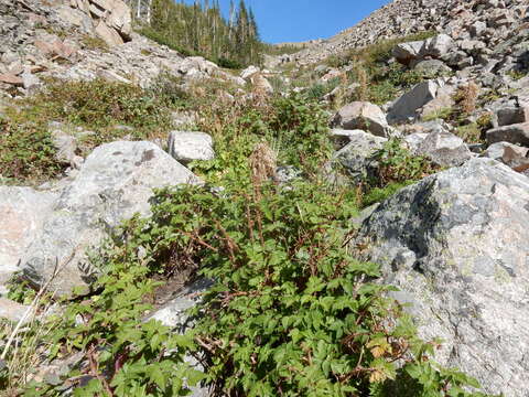 Image of grayleaf red raspberry