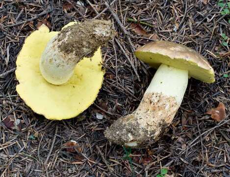 Image of butter bolete