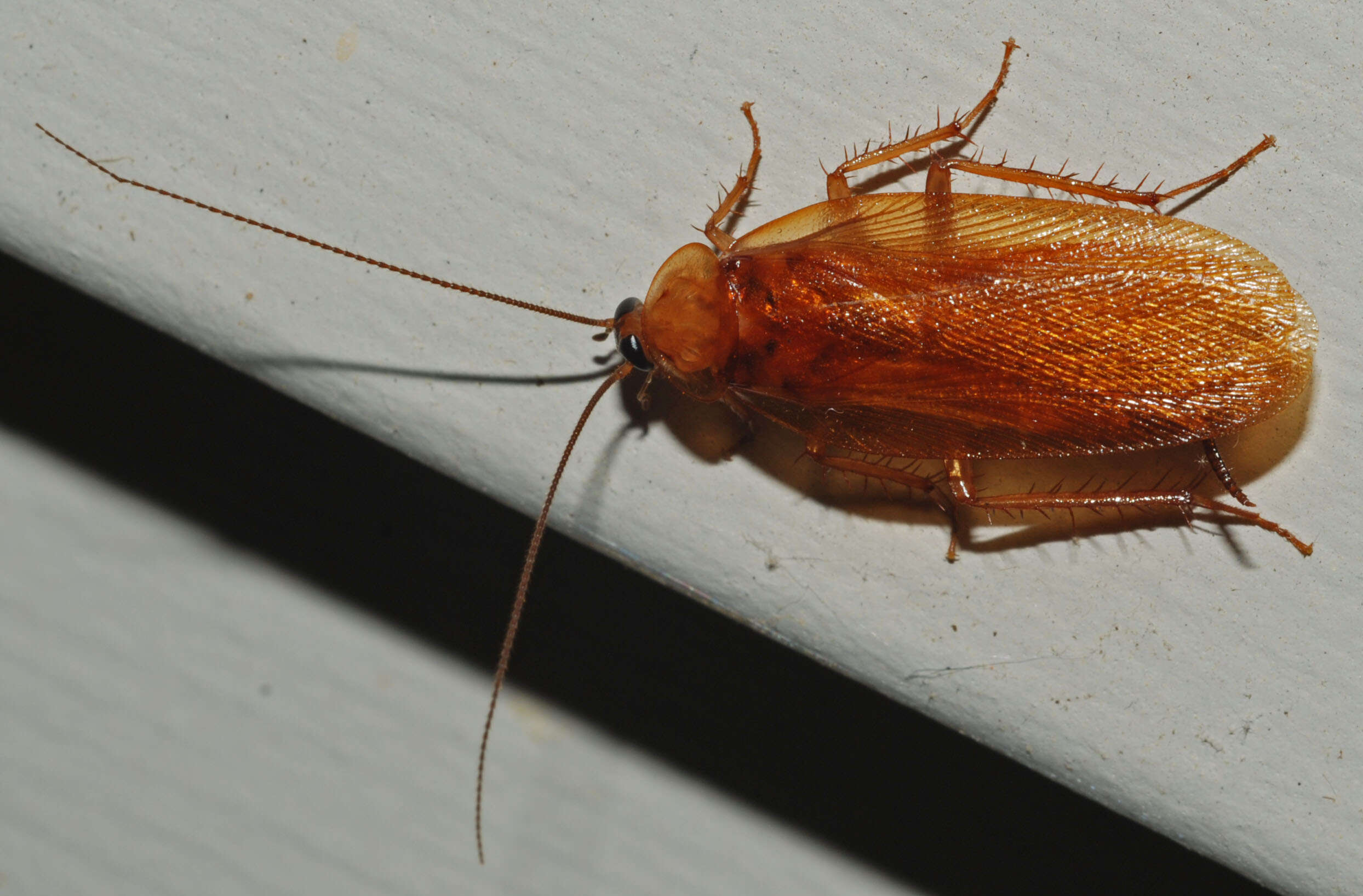 Image of Uhler's Wood Cockroach