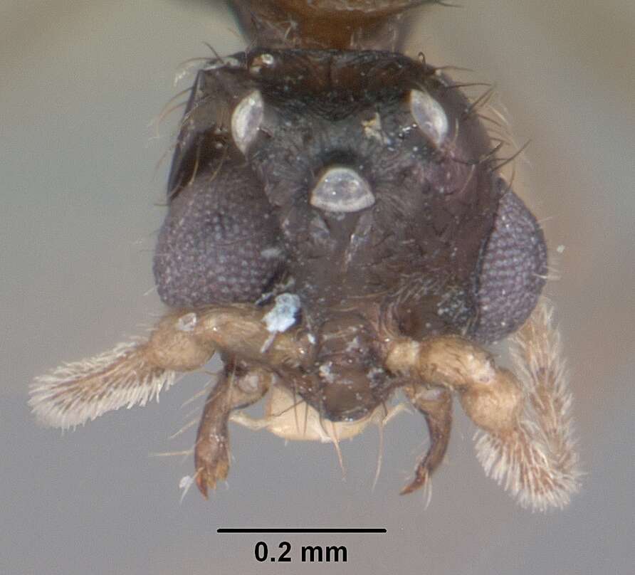 Image of Solenopsis tennesseensis Smith 1951