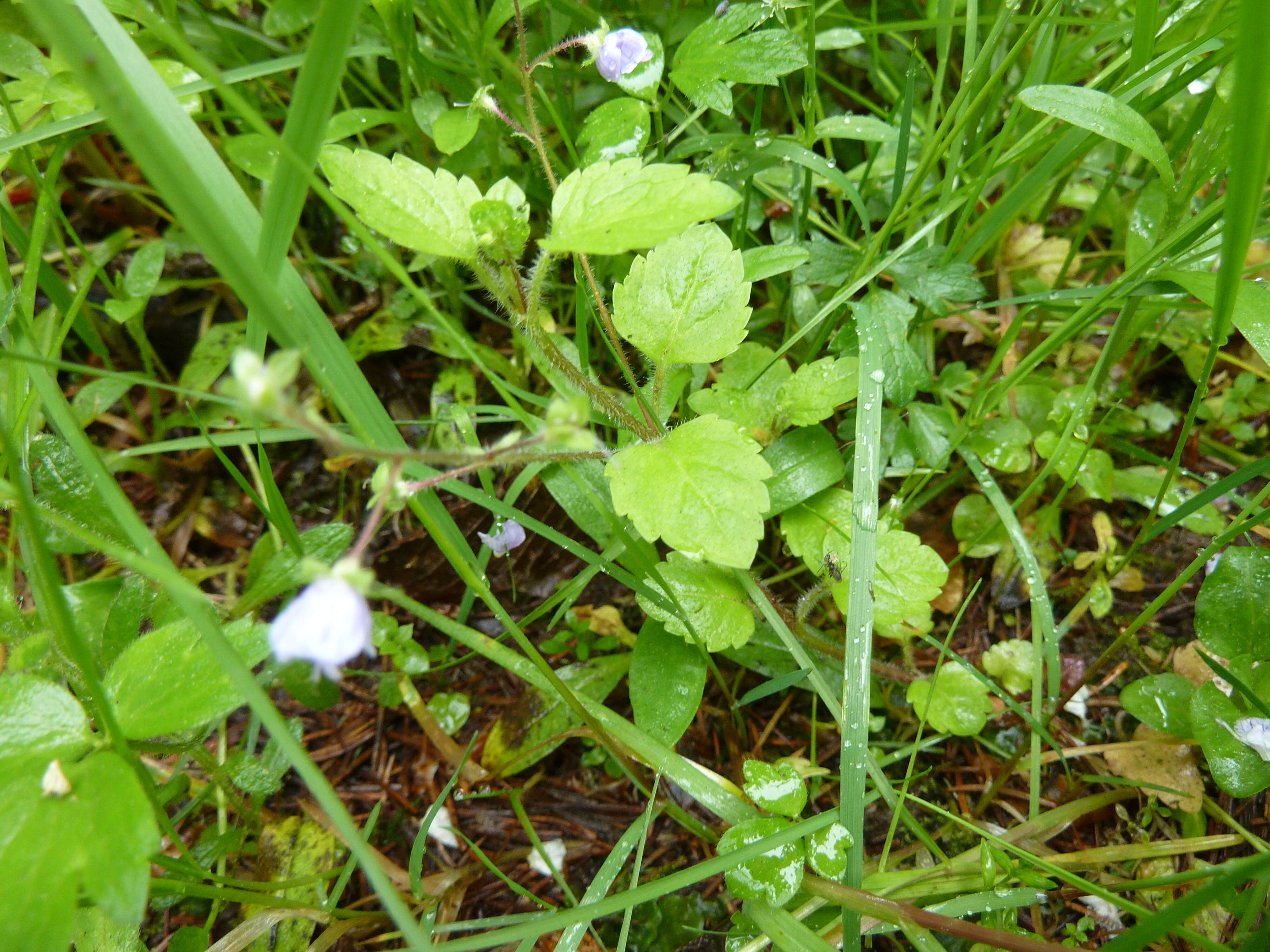 Image of Wood speedwell