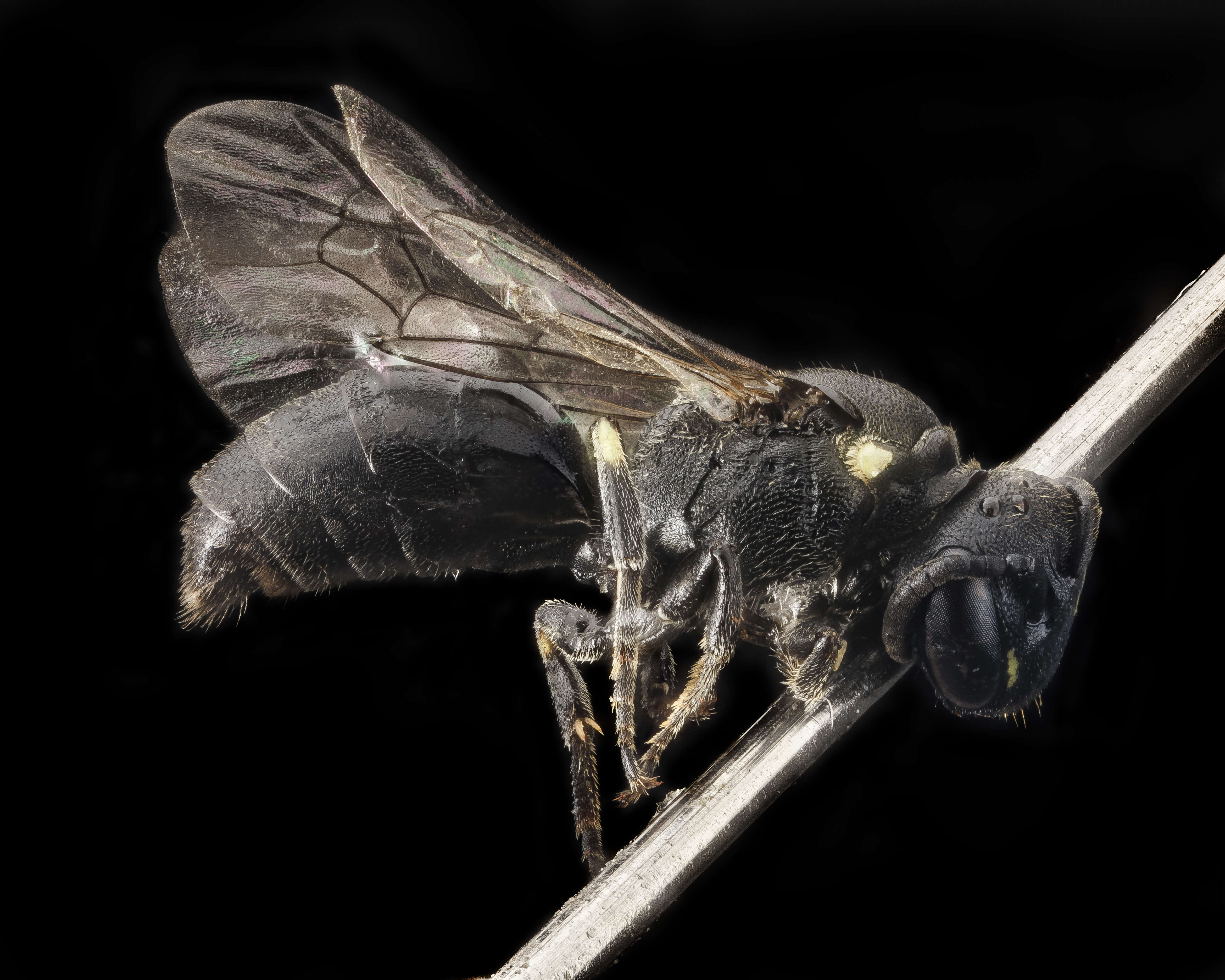 Image of Hylaeus verticalis (Cresson 1869)