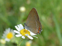 صورة Satyrium acaciae (Fabricius 1787)