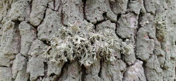 Image of ring lichen