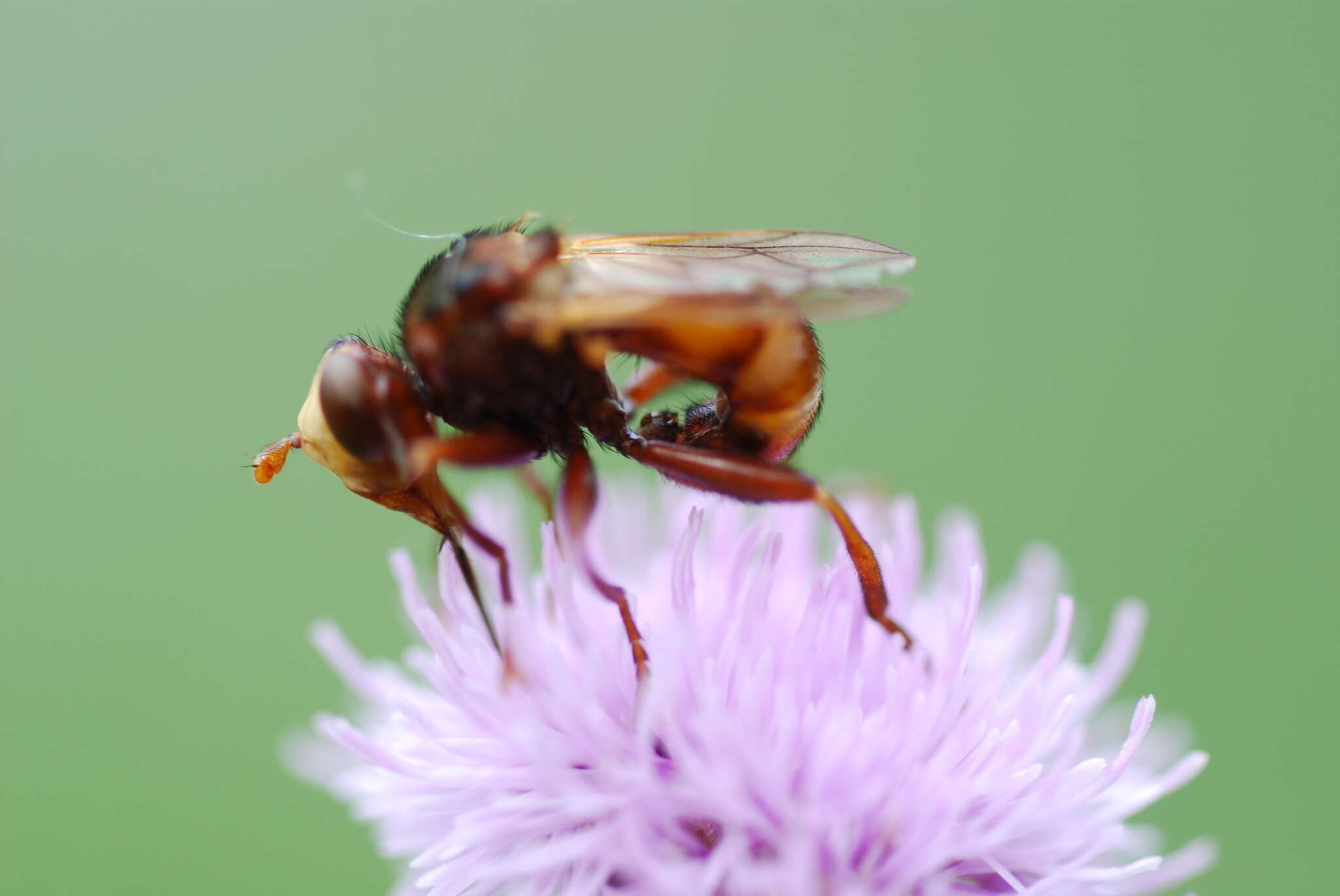 Image of Sicus ferrugineus (Linnaeus 1761)