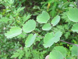 Image of Bladder Campion