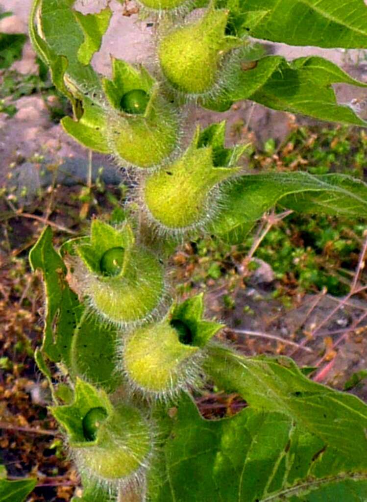 Image of black henbane