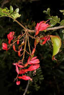 Image of Hottentot's Bean