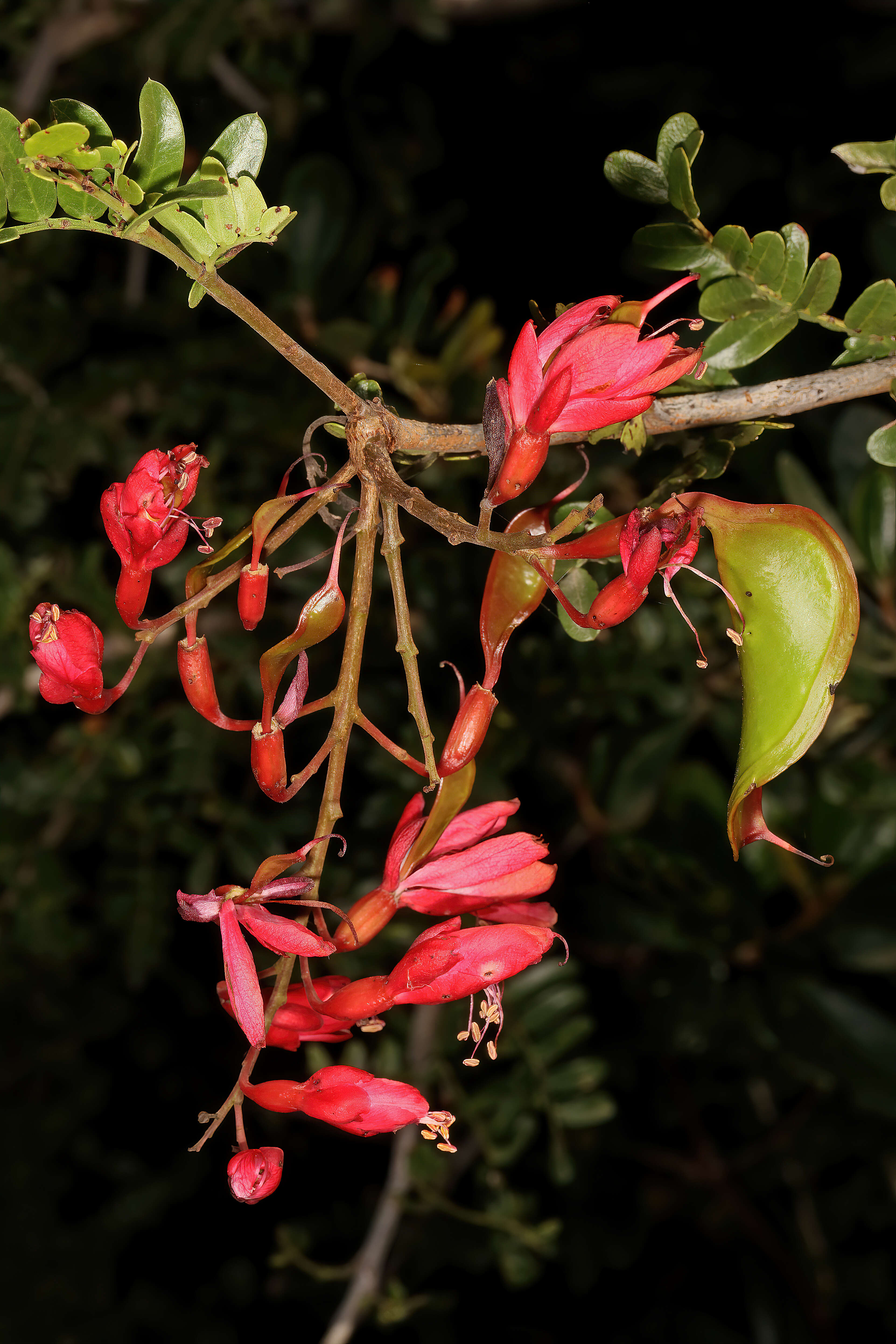 Image of Hottentot's Bean