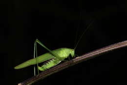 Image of sickle-bearing bush-cricket