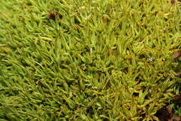 Image of Fragile tortella moss