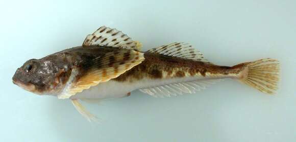 Image of Arctic Staghorn Sculpin