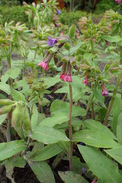 Image of Pulmonaria mollis Hornem.