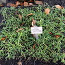 Image of Delosperma aberdeenense (L. Bol.) L. Bol.