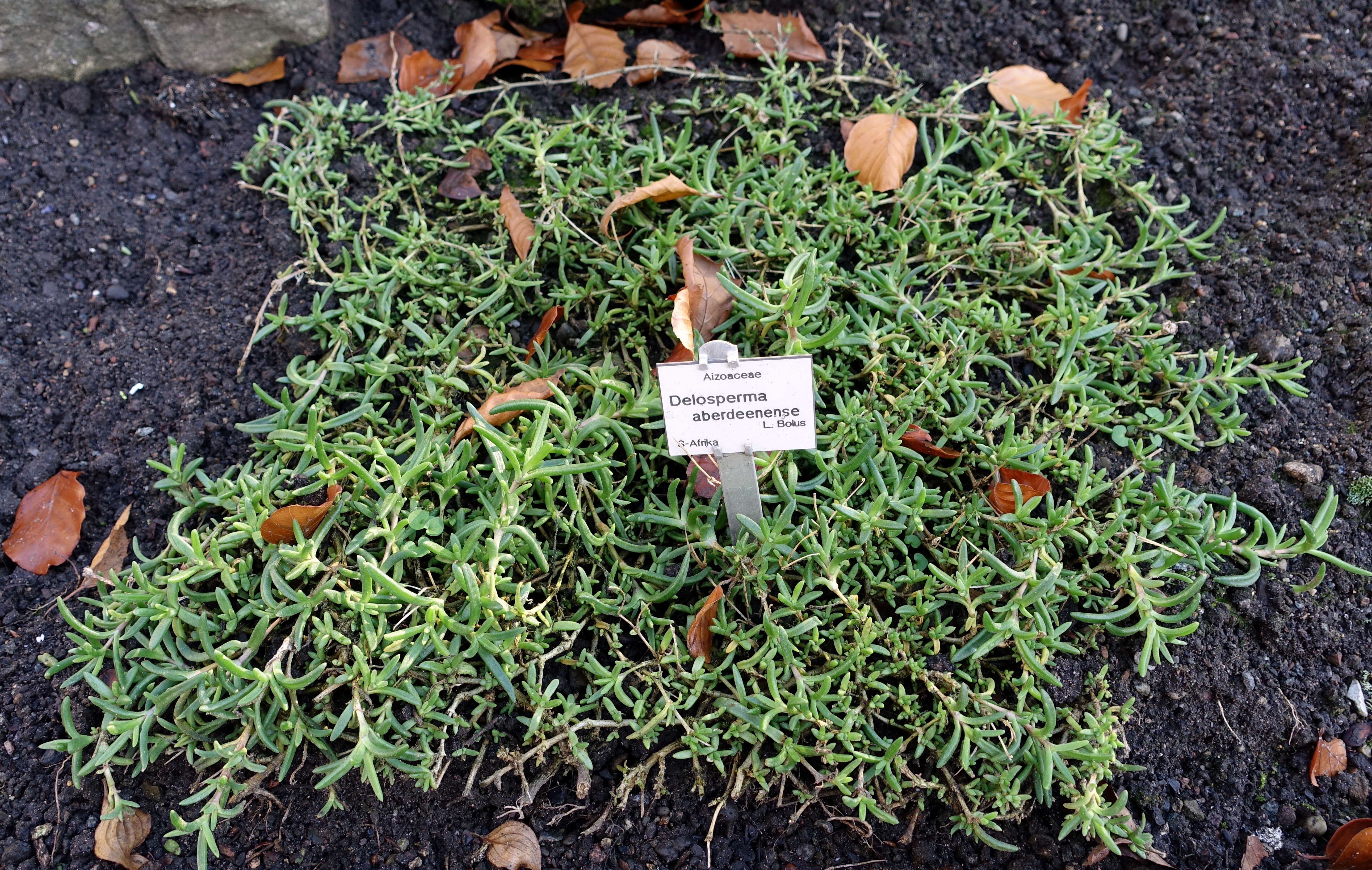 Image of Delosperma aberdeenense (L. Bol.) L. Bol.