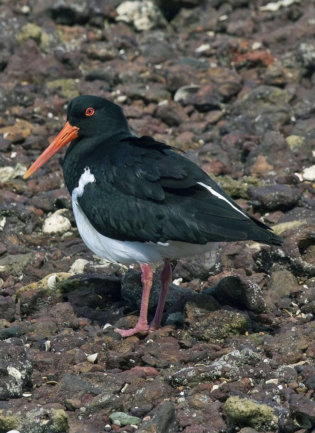 Image of Australian Pied Oystercatcher