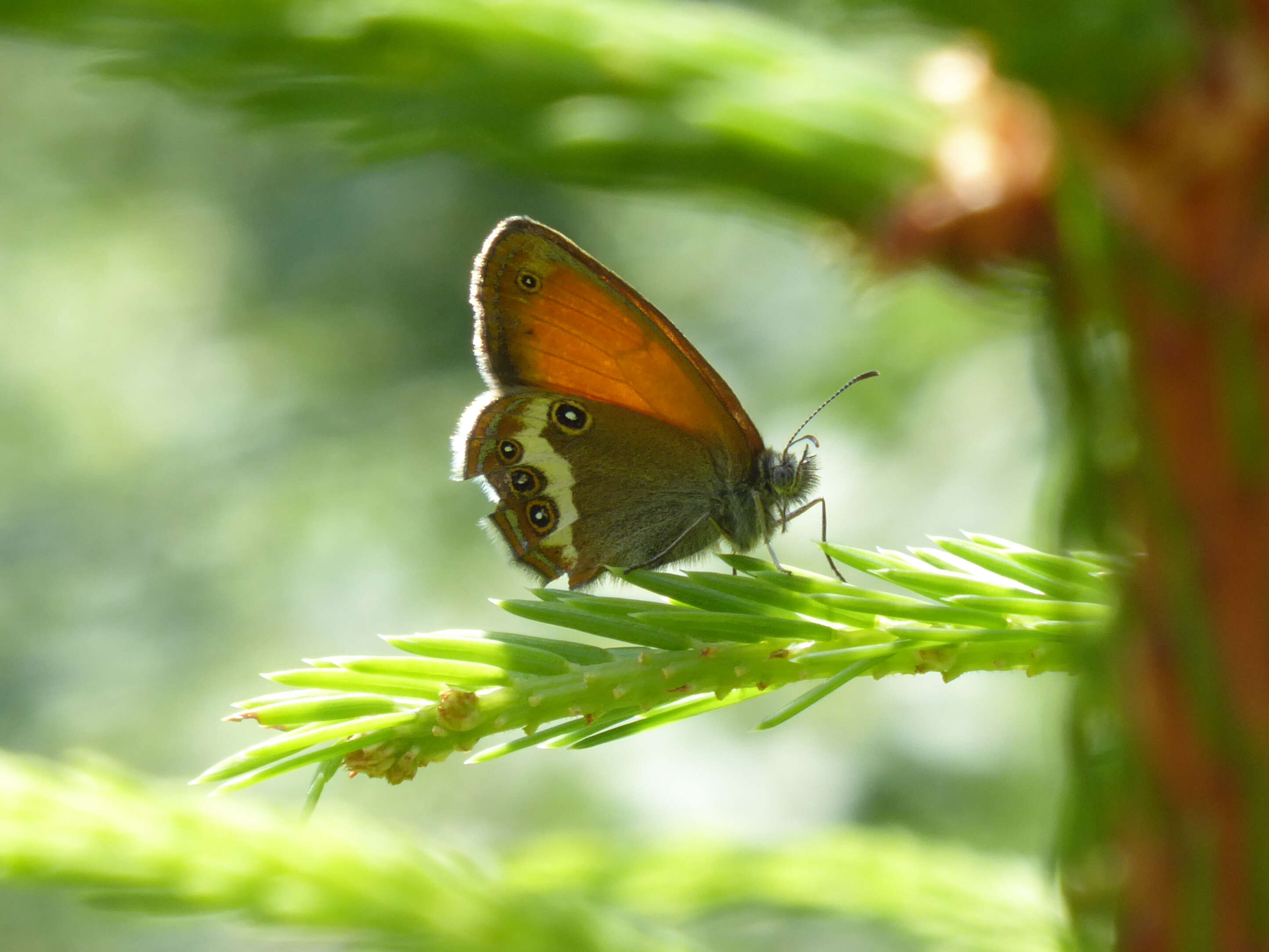 Coenonympha arcania Linnaeus 1761的圖片