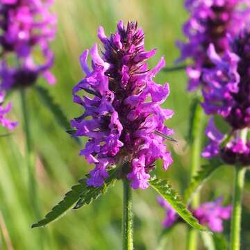 Image de Betonica officinalis L.