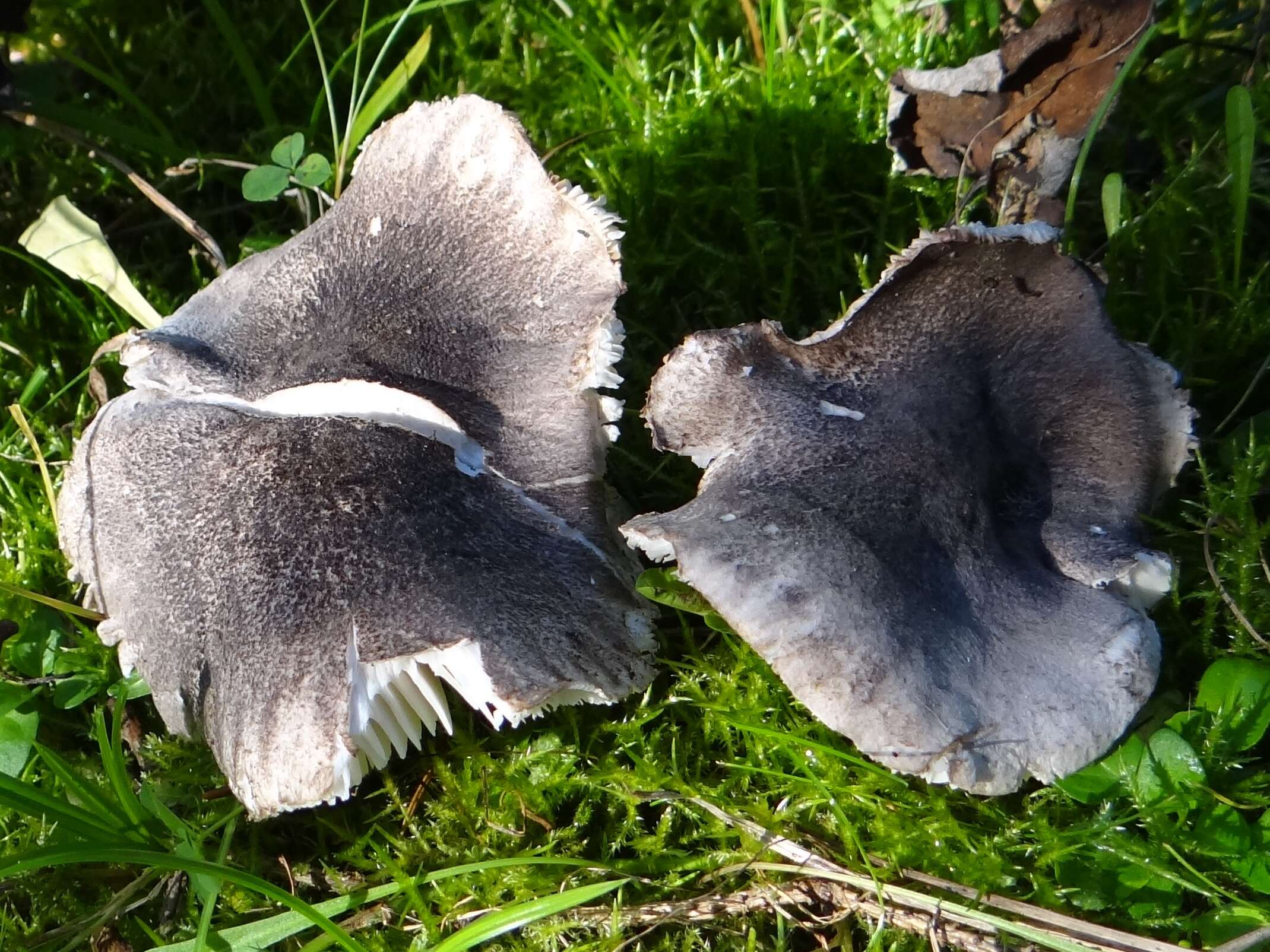 Imagem de Tricholoma atrosquamosum Sacc. 1887