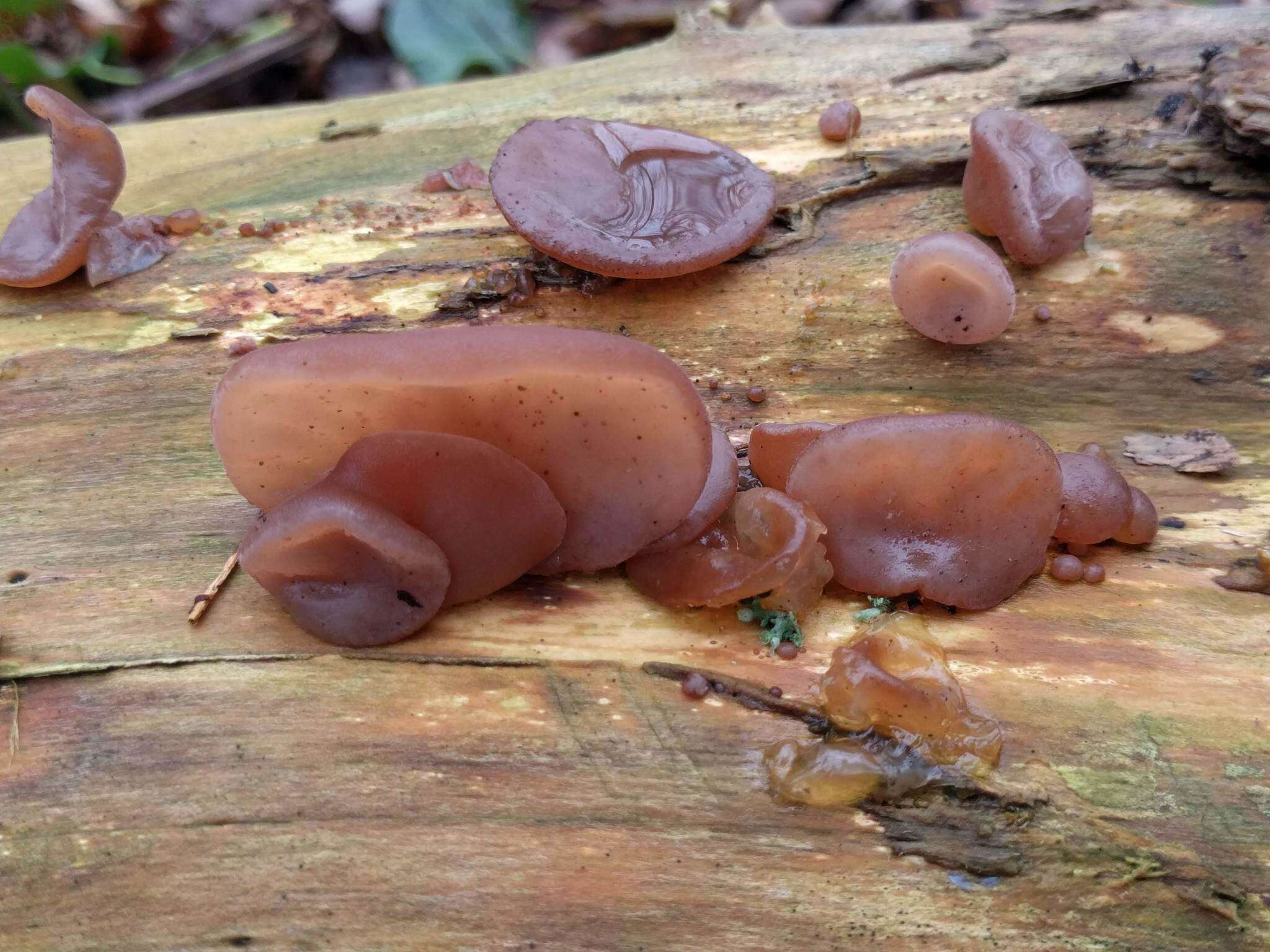 Image of ear fungus