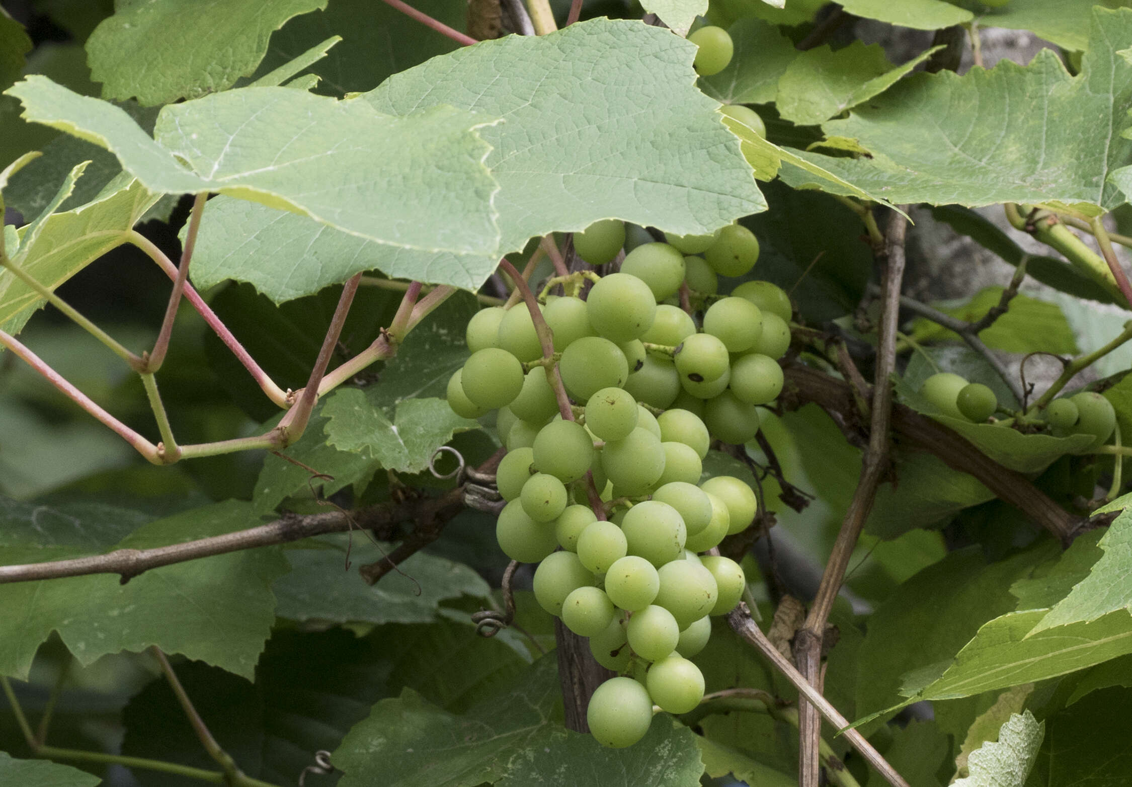 Vitis labrusca L. resmi