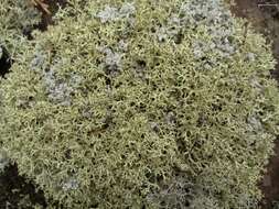 Image of Thorn cladonia