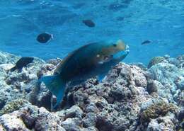 Image of Blunt-head Parrotfish