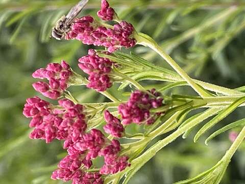 Image of Ozothamnus diosmifolius (Vent.) DC.