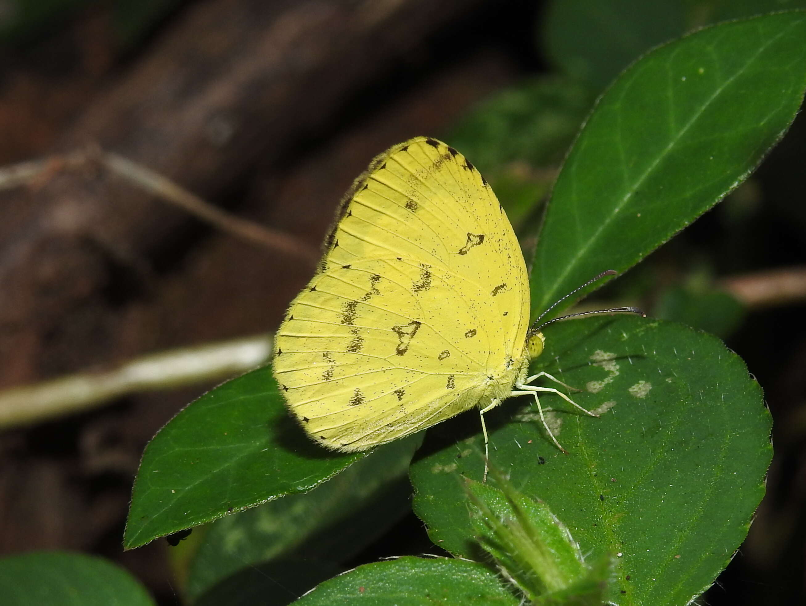 Image de Eurema hecabe (Linnaeus 1758)