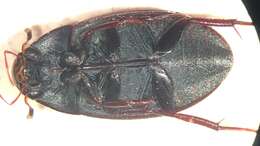 Image of Hydrobiomorpha casta (Say 1835)