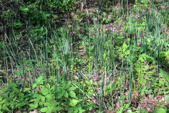 Image of Common Scouring-Rush