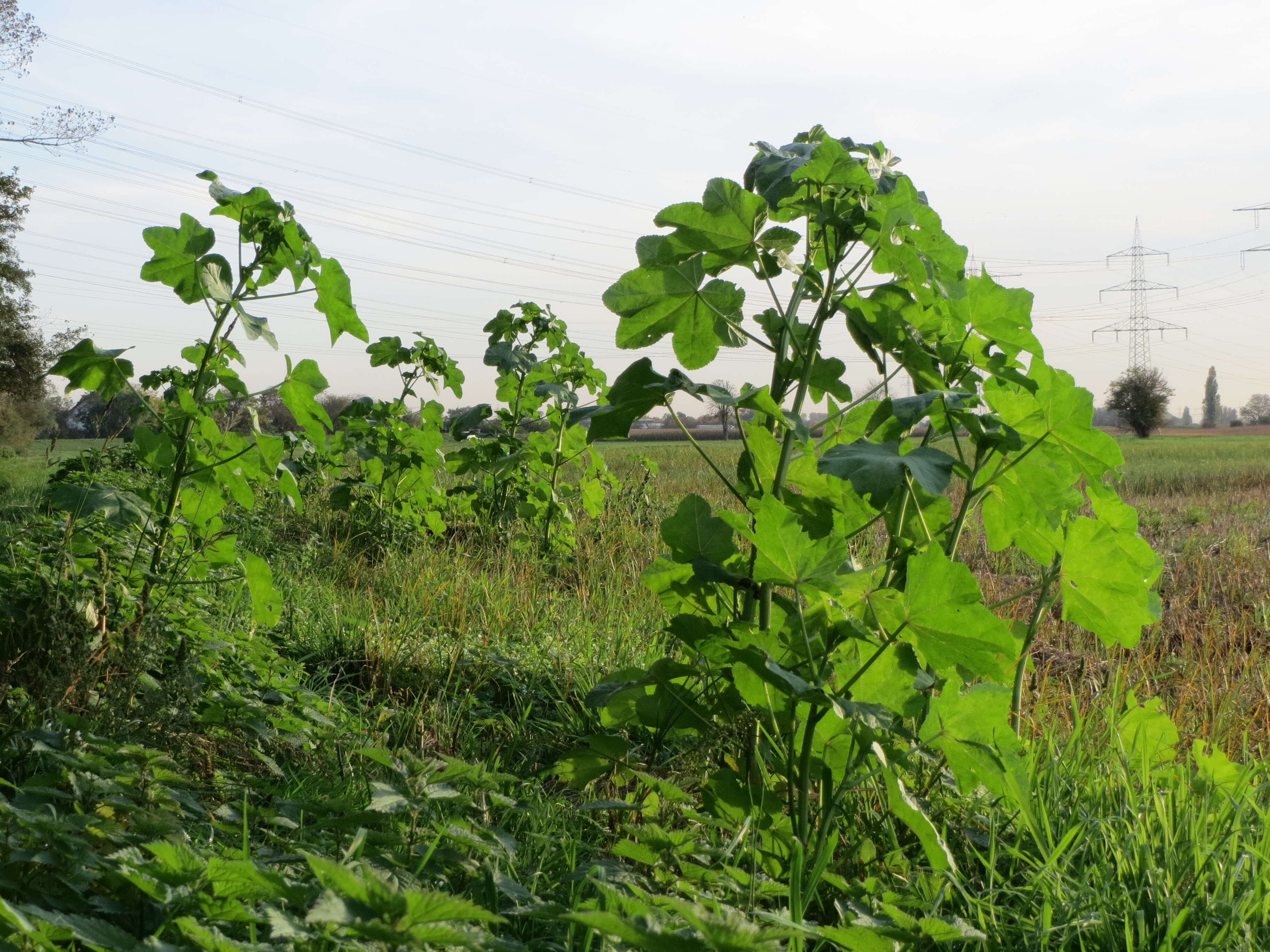 Image of cluster mallow