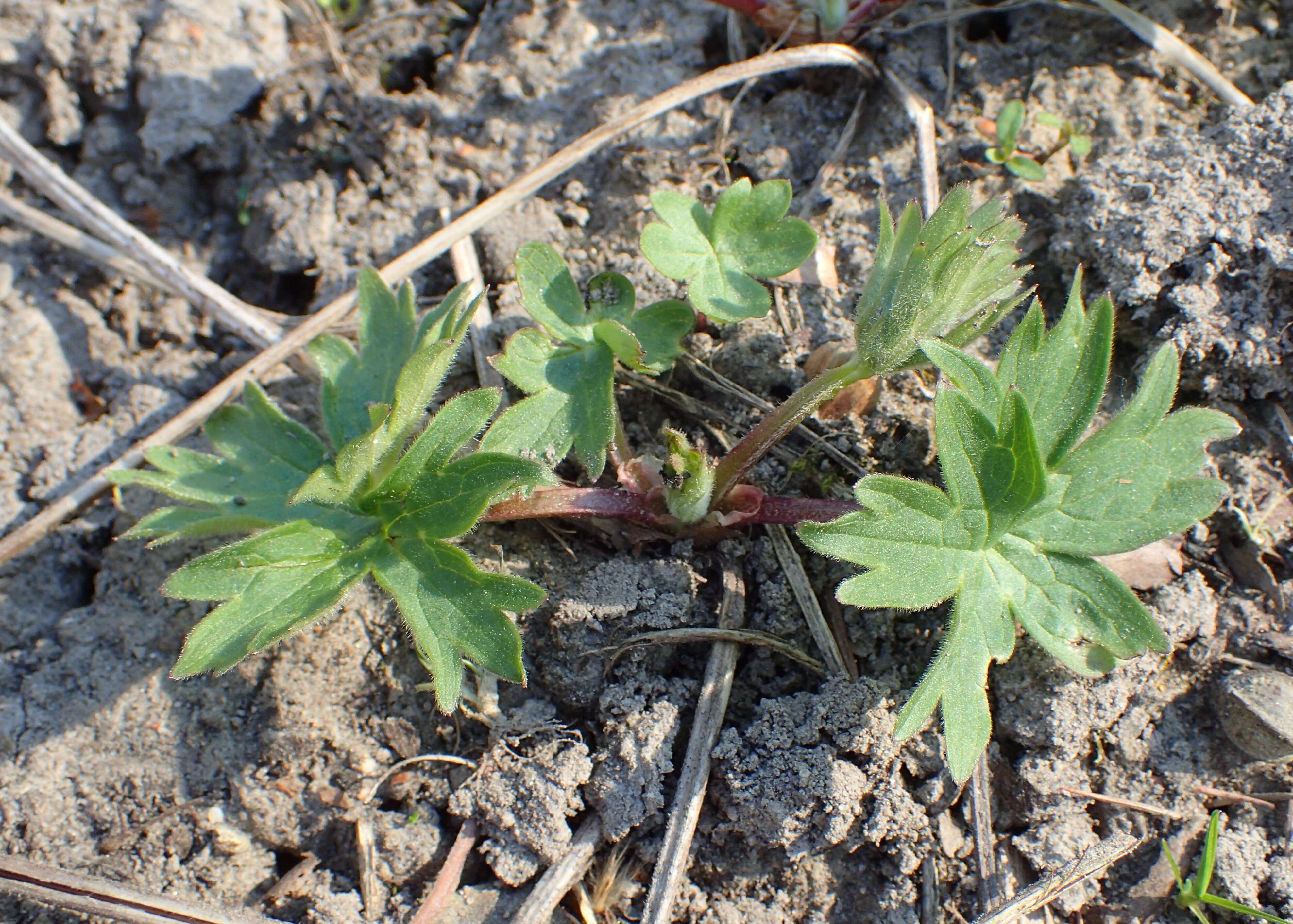 Image of Manchurian monkshood