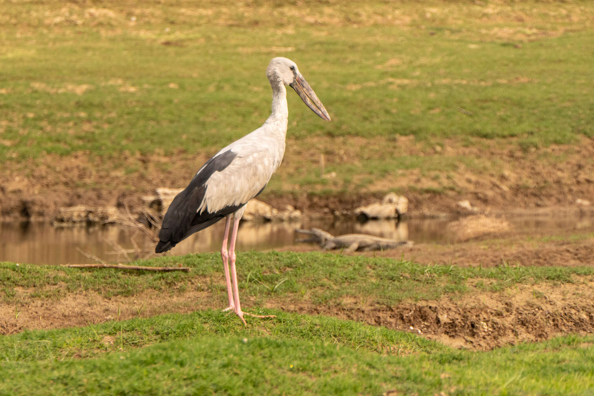 Image of Openbill stork