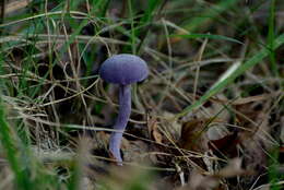 Image of Laccaria amethystina Cooke 1884