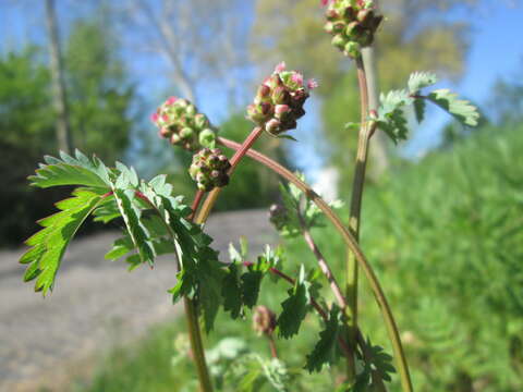 Слика од Poterium sanguisorba L.