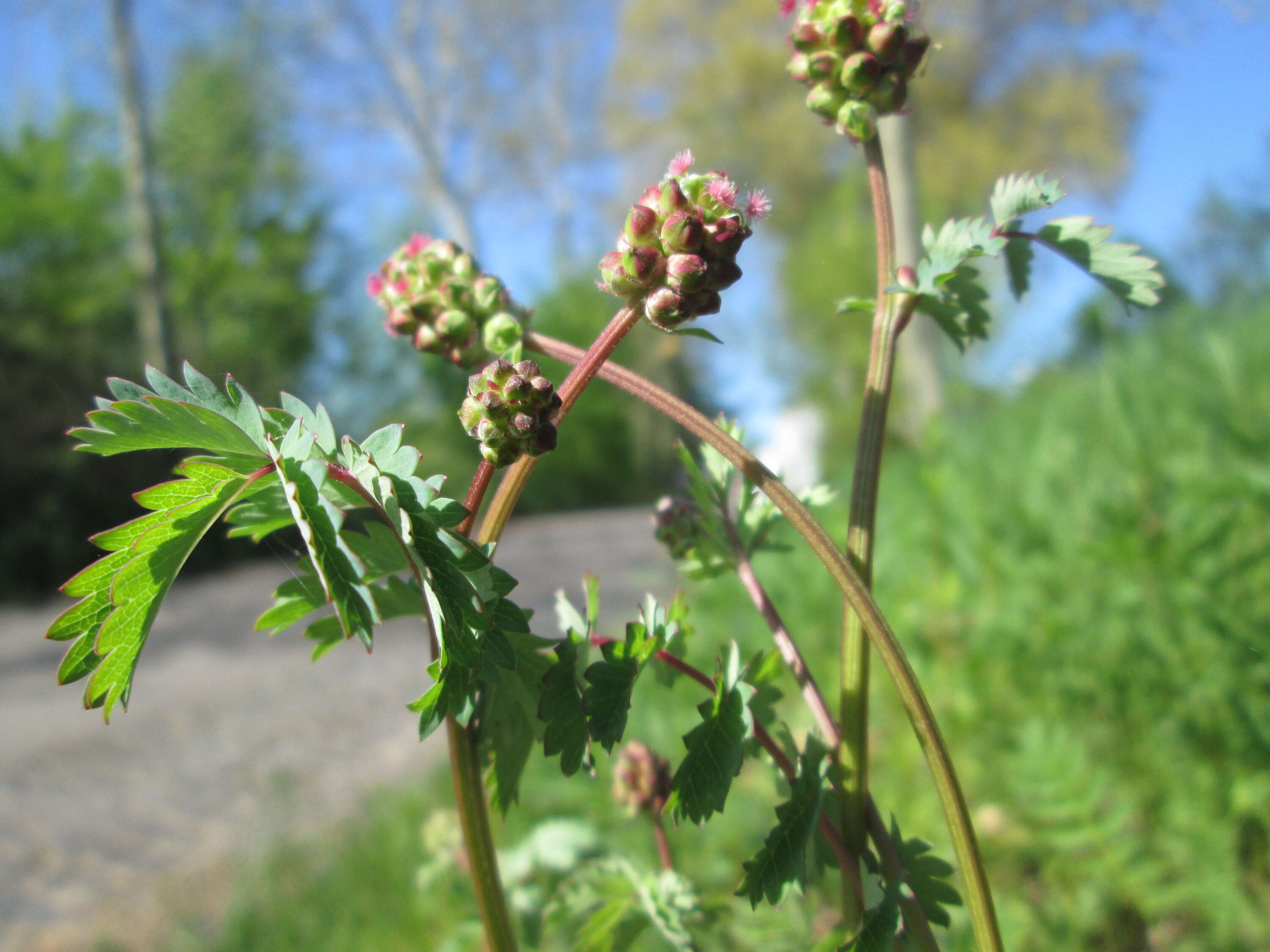 Poterium sanguisorba L.的圖片