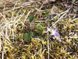 Image of teesdale violet