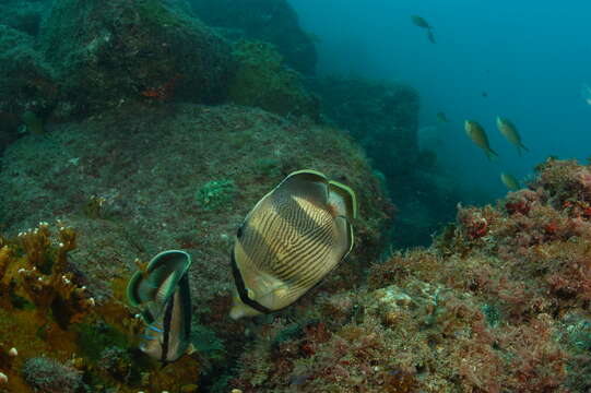 Image of Banded Butterflyfish