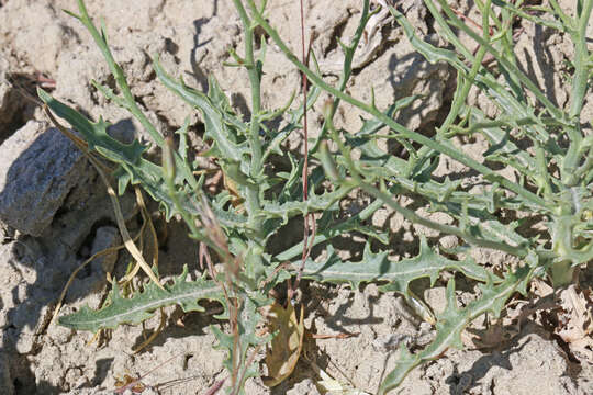 Image of desert wirelettuce