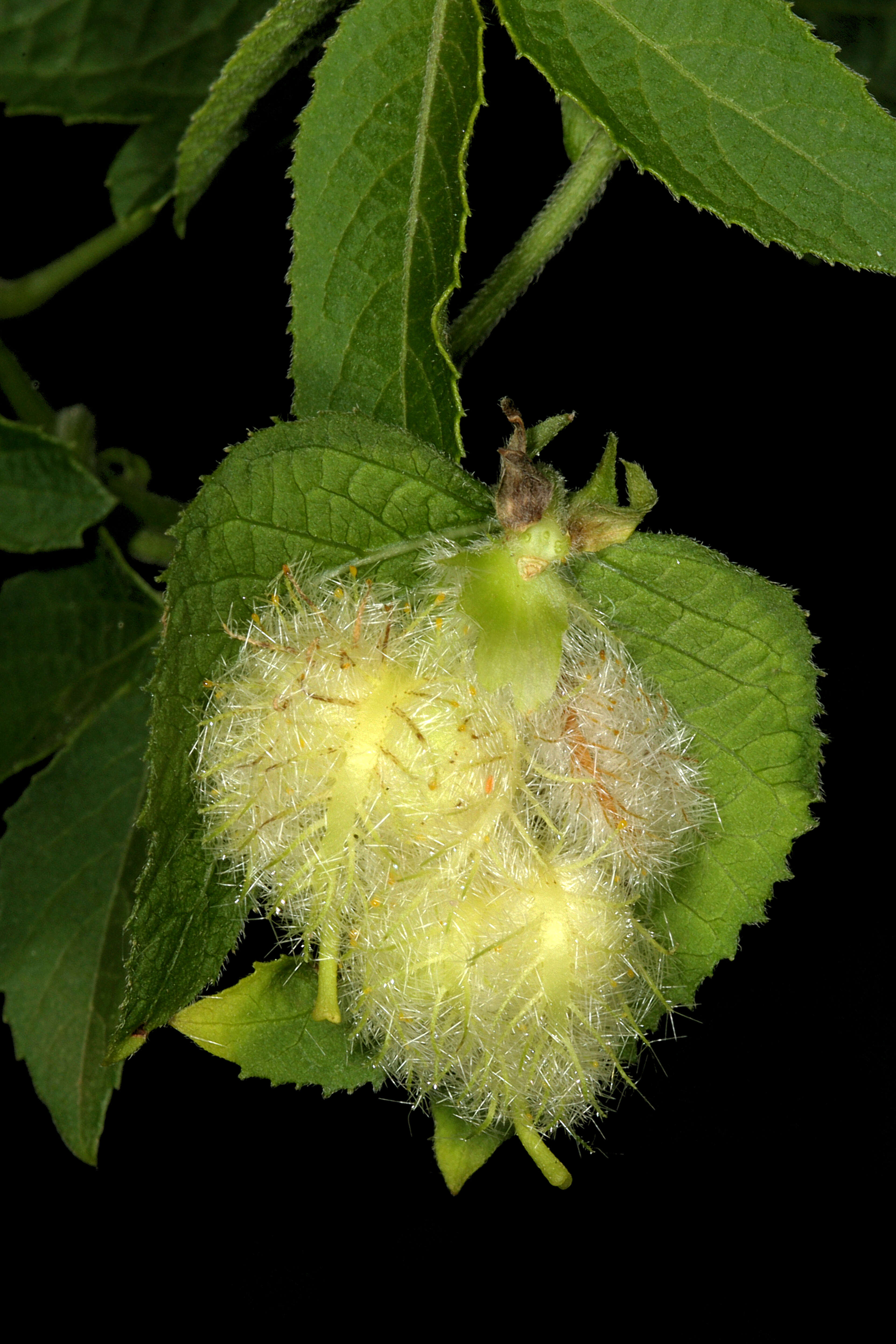 Image of Dalechampia capensis A. Spreng.