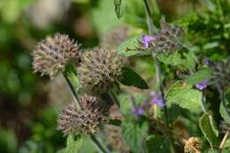 Image of wild basil