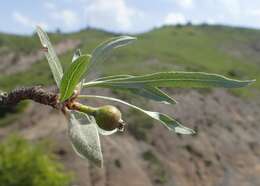 Plancia ëd Pyrus salicifolia Pall.