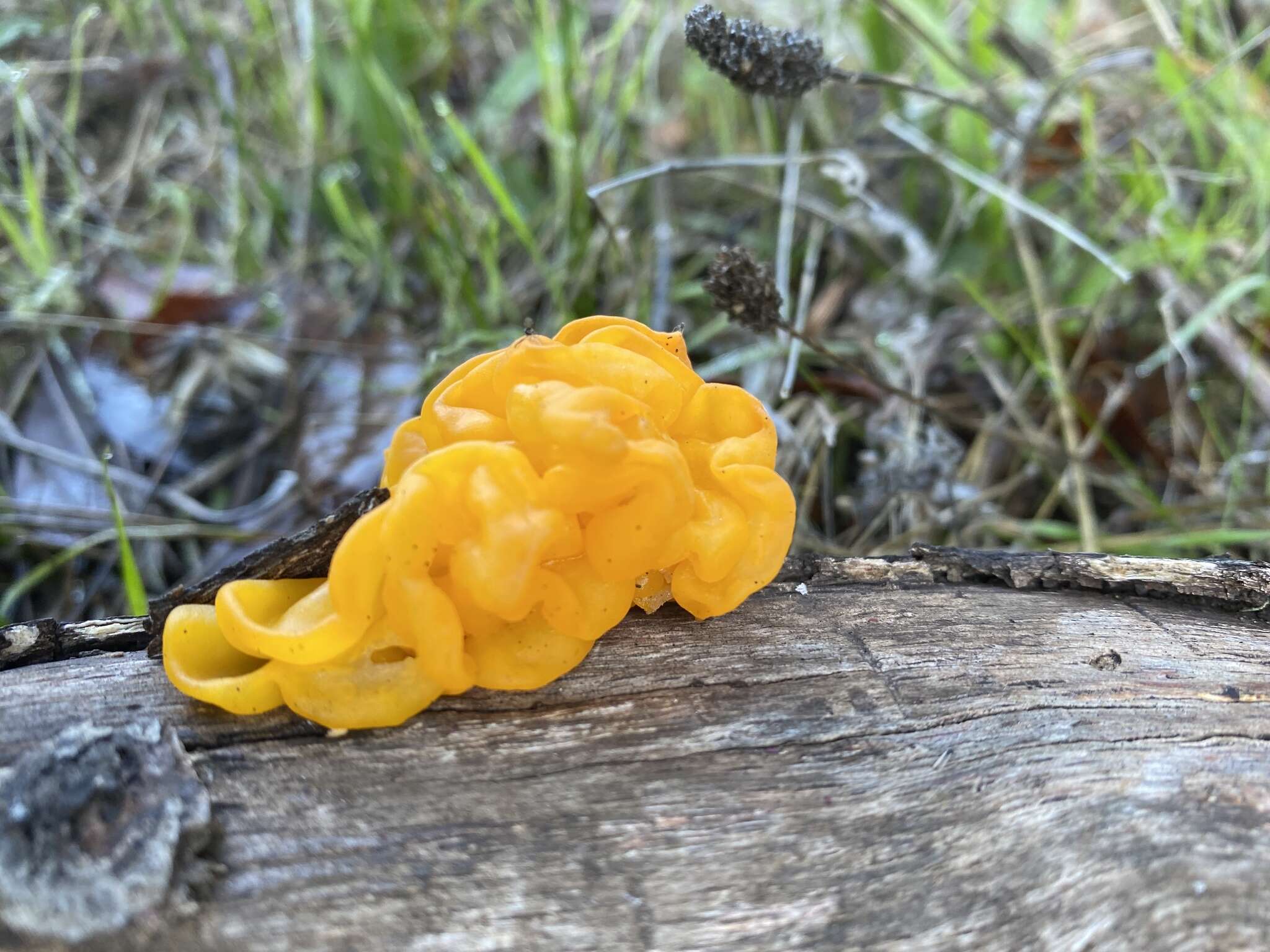 Image of Witches butter