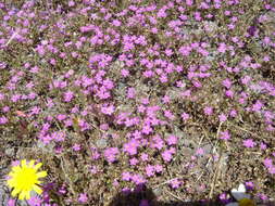 Image of Spergularia rupicola Le Jolis